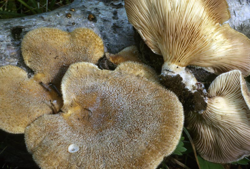 Lentinus strigosus